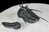 Devil Horn Cyphaspis Trilobite With Gerastos - Mrakib, Morocco #146696-4